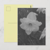 Wild Daffodil Postkarte (Vorne/Hinten)