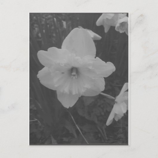 Wild Daffodil Postkarte (Vorderseite)