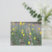 Wild Daffodils Postkarte (Stehend Vorderseite)