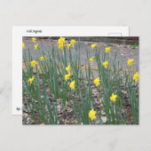 Wild Daffodils Postkarte (Vorne/Hinten)