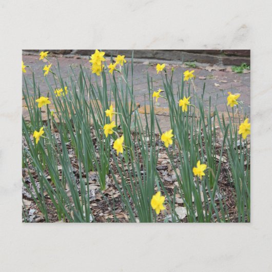 Wild Daffodils Postkarte (Vorderseite)