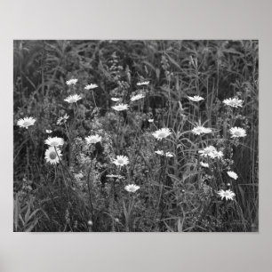 Wild Daisies Blume Schwarz-weiß Print Poster