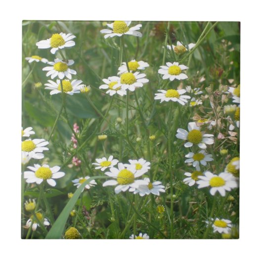 Wild Daisies Keramik Tile Fliese (Vorderseite)