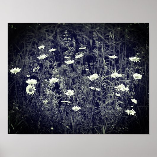 Wild Daisy Blume Schwarz und Weiß Poster (Vorne)