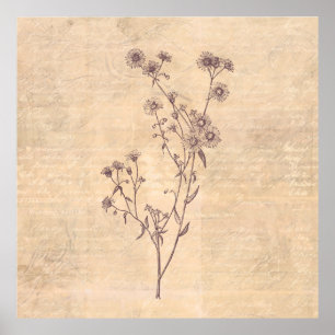 Wild Daisy Blume Wildblume Antikes Skriptpapier Poster