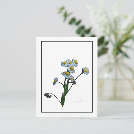 Wild Daisy Botanisches Foto-Sketch Postkarte (Stehend Vorderseite)