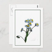 Wild Daisy Botanisches Foto-Sketch Postkarte (Vorne/Hinten)
