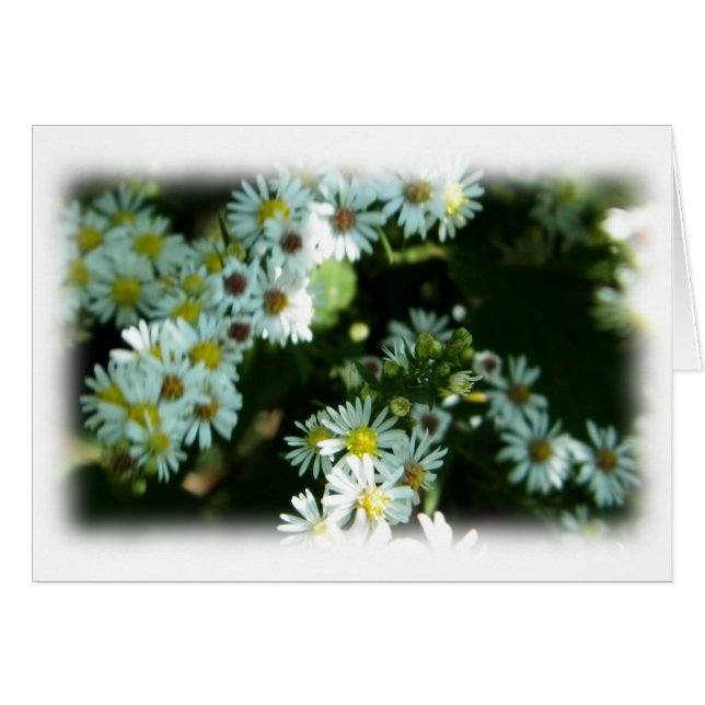 Wild Daisy Fleabane Blume Blank Note Card (Vorderseite (Horizontal))