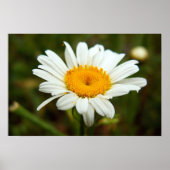 Wild Daisy Poster (Vorne)