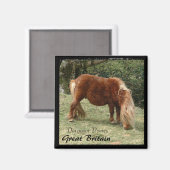 Wild Dartmoor Ponies - 2, England (Magnet) Magnet (Vorderseite/Rückseite)