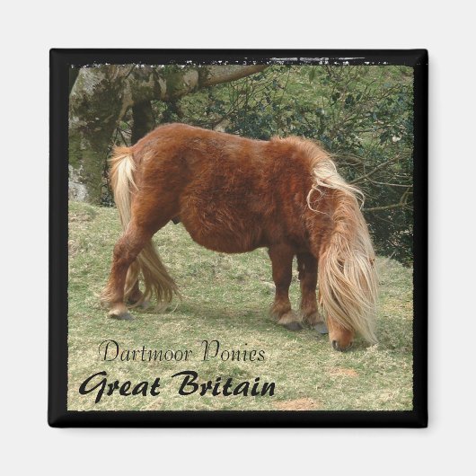 Wild Dartmoor Ponies - 2, England (Magnet) Magnet (Vorne)