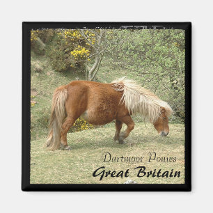 Wild Dartmoor Ponies, England (Magnet) Magnet