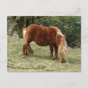 Wild Dartmoor Ponies, England / Pferde Postkarte