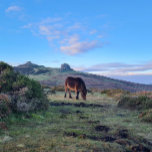 Wild Dartmoor Pony Horse Magnet<br><div class="desc">Dieses Dartmoor-Pony ist ein kurzer Spaziergang vom beliebten Ziel der Haytor-Felsen entfernt und bietet einen ruhigen Ort, um sich im sanften Nachmittagslicht zu erfrischen. In der Ferne schweben weiche Wolkenformationen über die zerklüfteten Moorlandschaften, was ein Gefühl der Ruhe hervorruft. Kat here - Danke, dass du dich eines meiner Fotos angesehen...</div>