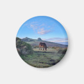 Wild Dartmoor Pony Horse Magnet (Vorne)