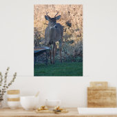Wild Deer Poster (Küche)