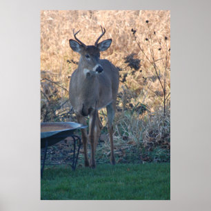Wild Deer Poster