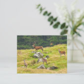 Wild Deer Stag und Hinds Scotland Fotografy Postkarte (Stehend Vorderseite)