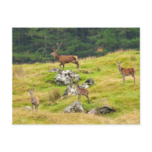 Wild Deer Stag und Hinds Scotland Fotografy