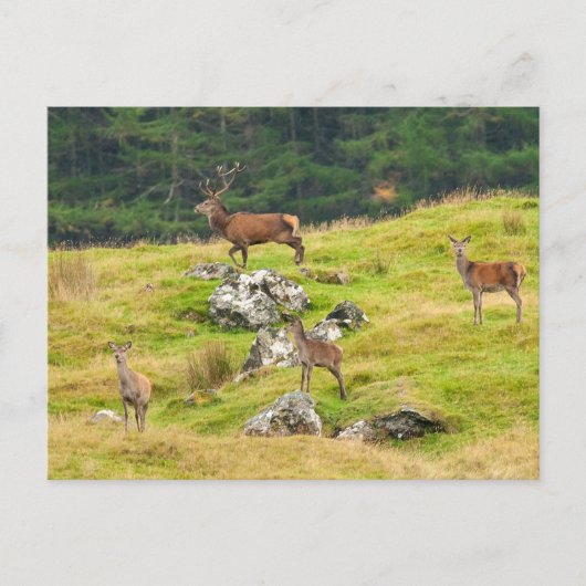 Wild Deer Stag und Hinds Scotland Fotografy Postkarte (Vorderseite)