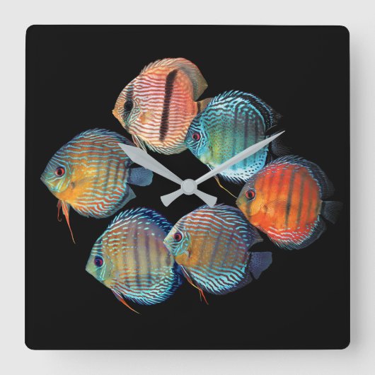 Wild Discus fish Quadratische Wanduhr (Vorderseite)