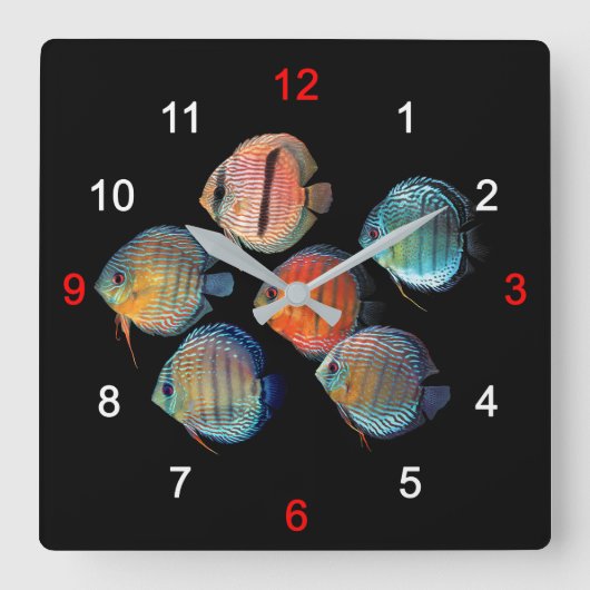 Wild Discus fish Quadratische Wanduhr (Vorderseite)