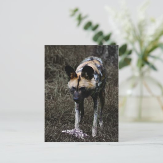Wild Dog Postkarte (Stehend Vorderseite)