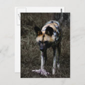 Wild Dog Postkarte (Vorne/Hinten)