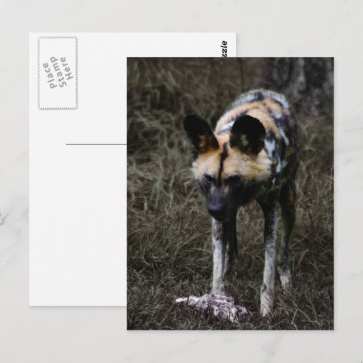 Wild Dog Postkarte (Vorne/Hinten)