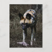 Wild Dog Postkarte (Vorderseite)