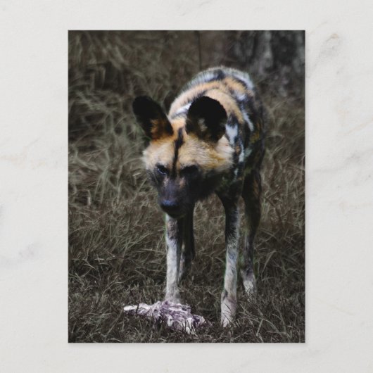 Wild Dog Postkarte (Vorderseite)