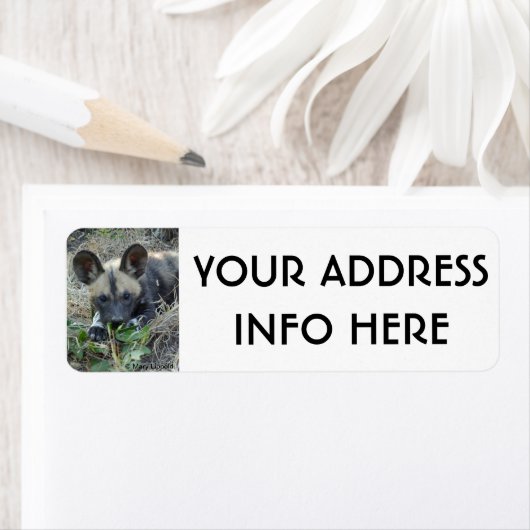 WILD DOG PUPPY (Insitu)