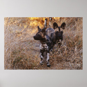 Wild Dogs Poster und Druck
