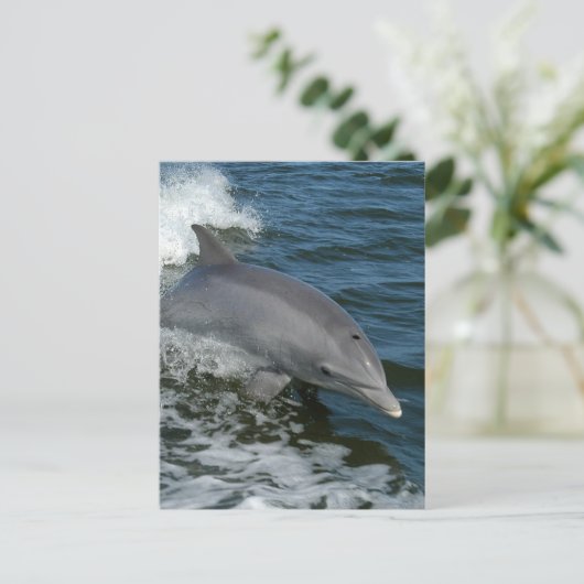 Wild Dolphin Postcard Postkarte (Stehend Vorderseite)
