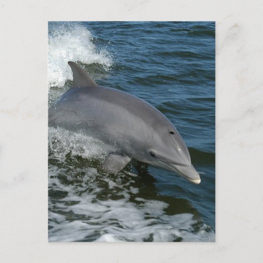 Wild Dolphin Postcard Postkarte (Vorderseite)