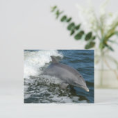 Wild Dolphin Postcard Postkarte (Stehend Vorderseite)