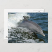 Wild Dolphin Postcard Postkarte (Vorne/Hinten)