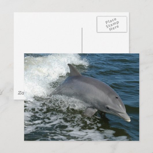 Wild Dolphin Postcard Postkarte (Vorne/Hinten)