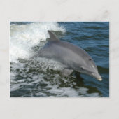 Wild Dolphin Postcard Postkarte (Vorderseite)