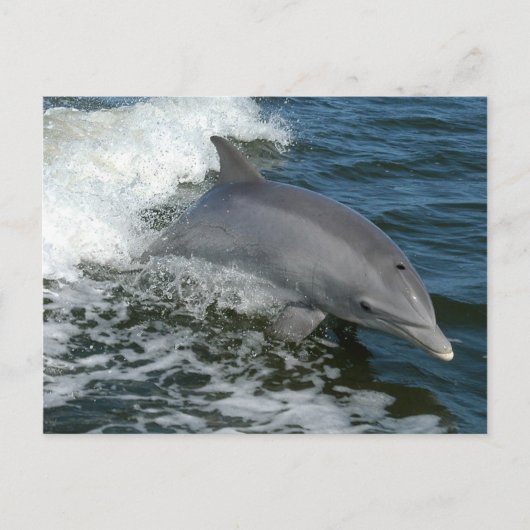 Wild Dolphin Postcard Postkarte (Vorderseite)