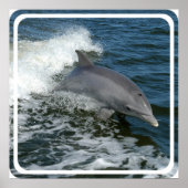 Wild Dolphin Poster Print (Vorne)