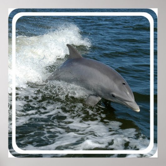 Wild Dolphin Poster Print (Vorne)