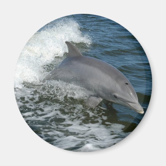 Wild Dolphin Round Magnet (Vorne)