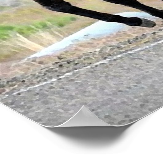 Wild Donkey Trio Poster Print (Ecke)