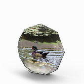 Wild Duck Foto Block (Rechts)