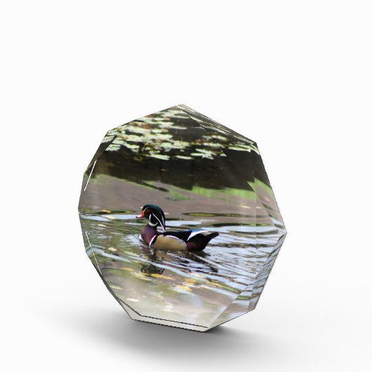 Wild Duck Foto Block (Rechts)