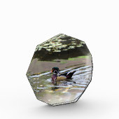 Wild Duck Foto Block (Links)