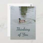 Wild Duck Postcard Postkarte (Vorne/Hinten)