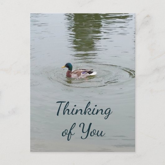 Wild Duck Postcard Postkarte (Vorderseite)