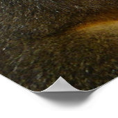 Wild Eichhörnchen Foto Poster (Ecke)